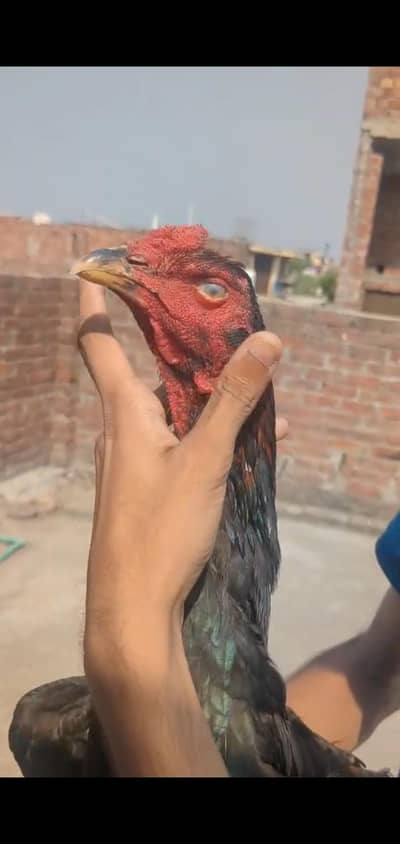 basheer purbana gangu breed