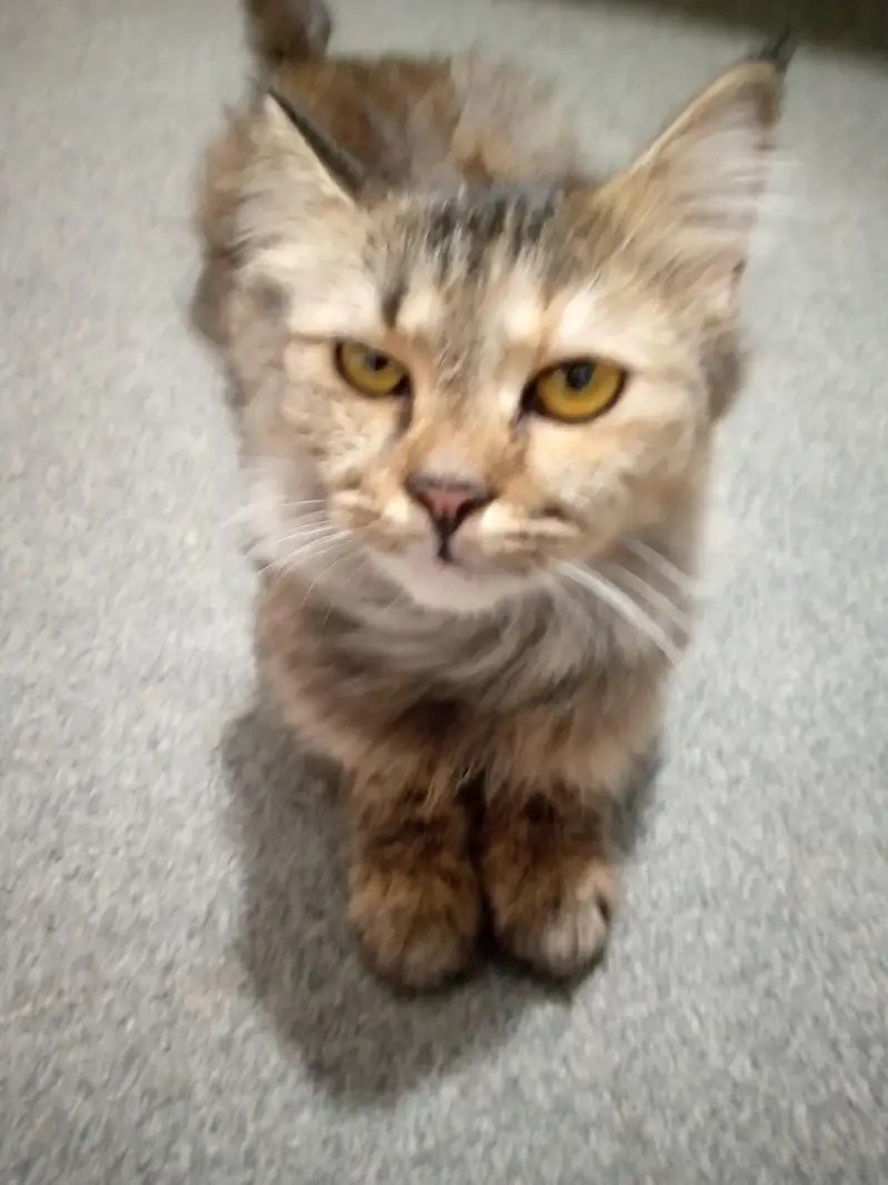 RUSSIAN CAT FOR SALE — photo 3
