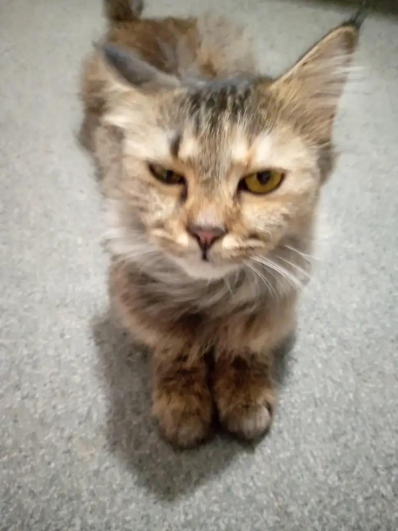 RUSSIAN CAT FOR SALE — photo 4