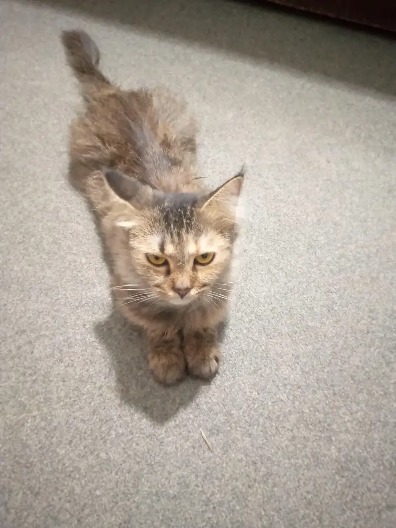 RUSSIAN CAT FOR SALE — photo 5