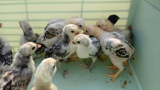 Fancy Breed Chicks | Black Rosecomb | Indian Game | Silver Sebright