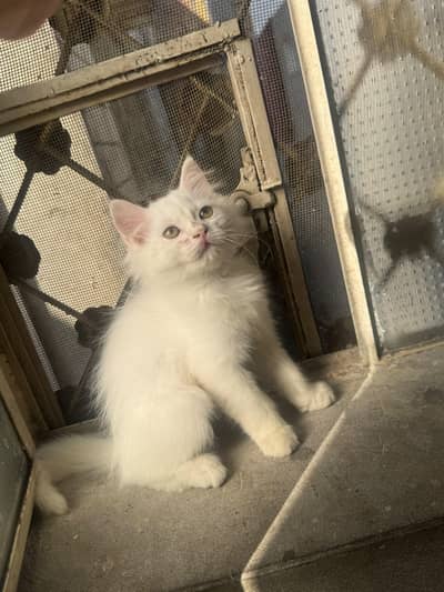 for sale