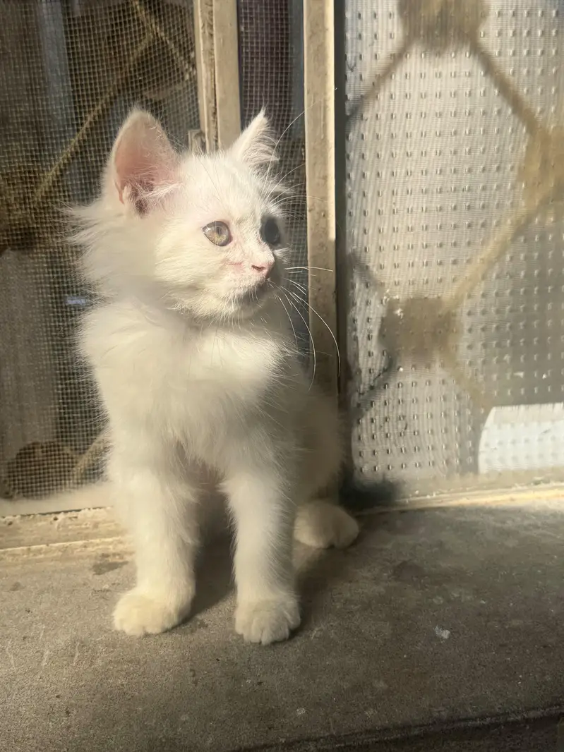 cute healthy kittens for Sale-home raised with love — photo 2