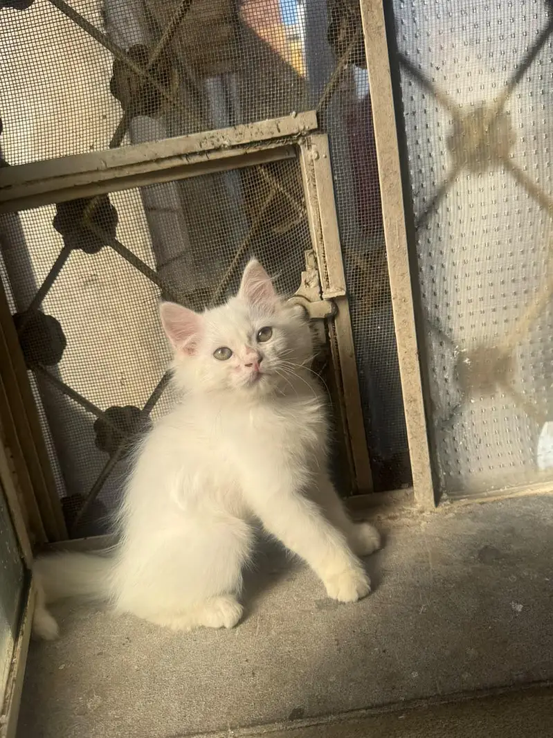 cute healthy kittens for Sale-home raised with love — photo 3