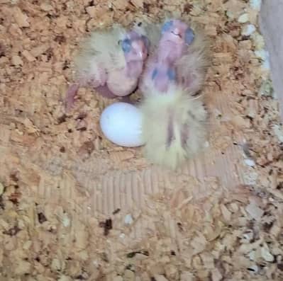 Cocktaile,hogo,TCB,love bird chicks available