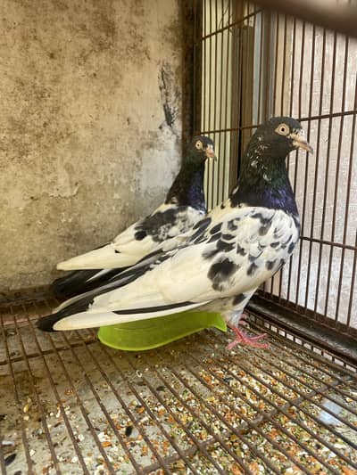 Teddy breeder pair