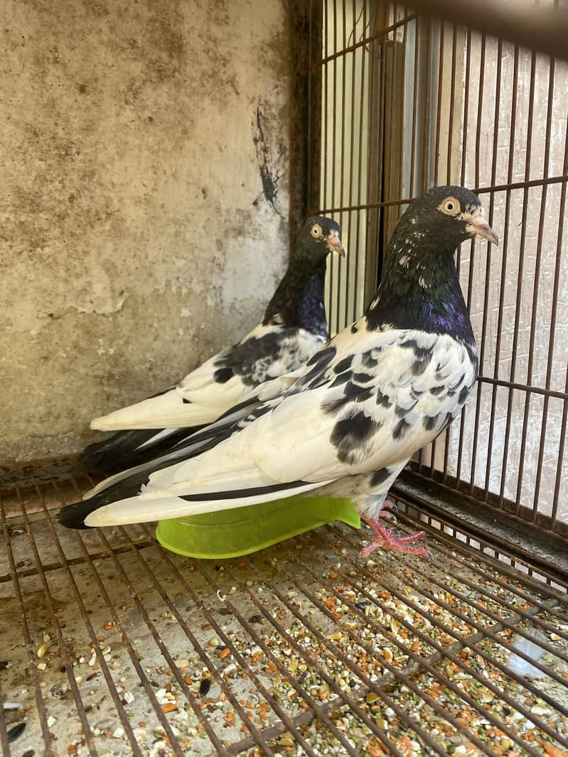 Teddy breeder pair 0