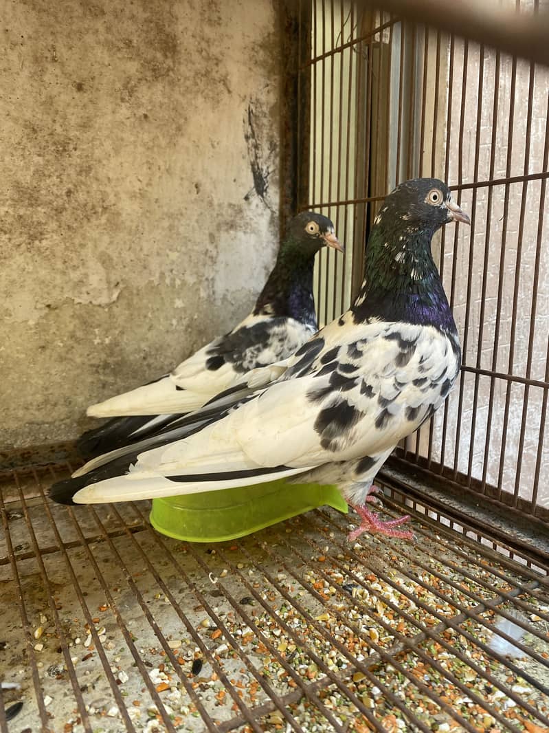 Teddy breeder pair 2