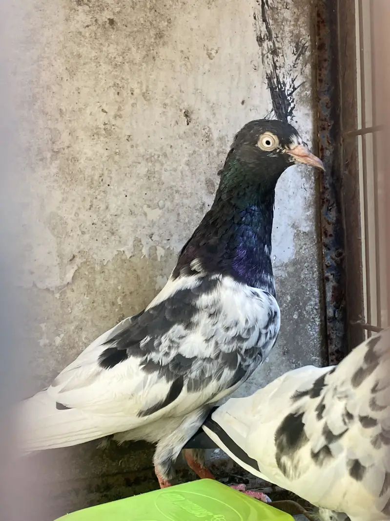 Teddy breeder pair — photo 4