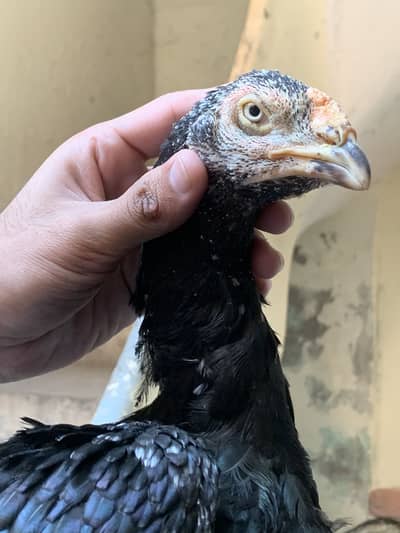 Old bloodline Pakistani female for sale