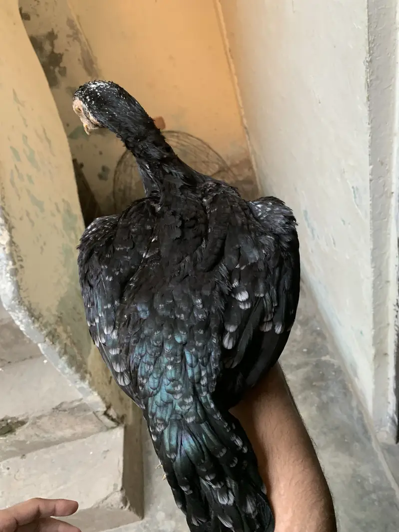 Old bloodline Pakistani female for sale — photo 2
