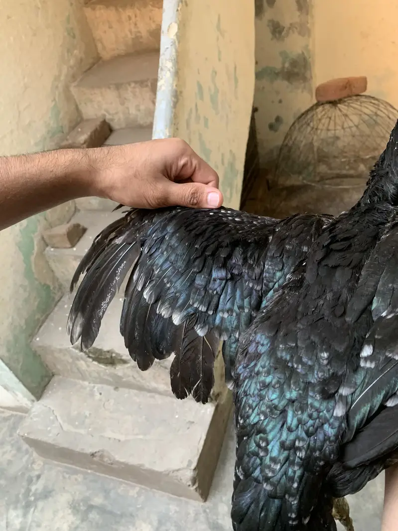 Old bloodline Pakistani female for sale — photo 3
