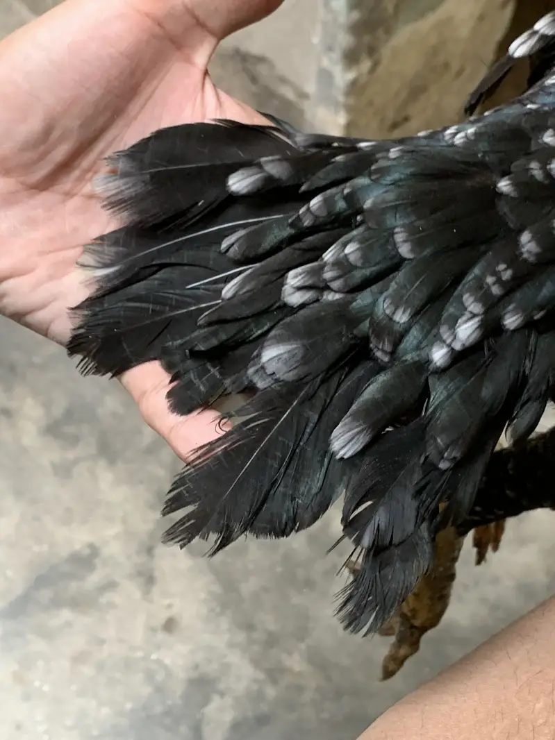 Old bloodline Pakistani female for sale — photo 4