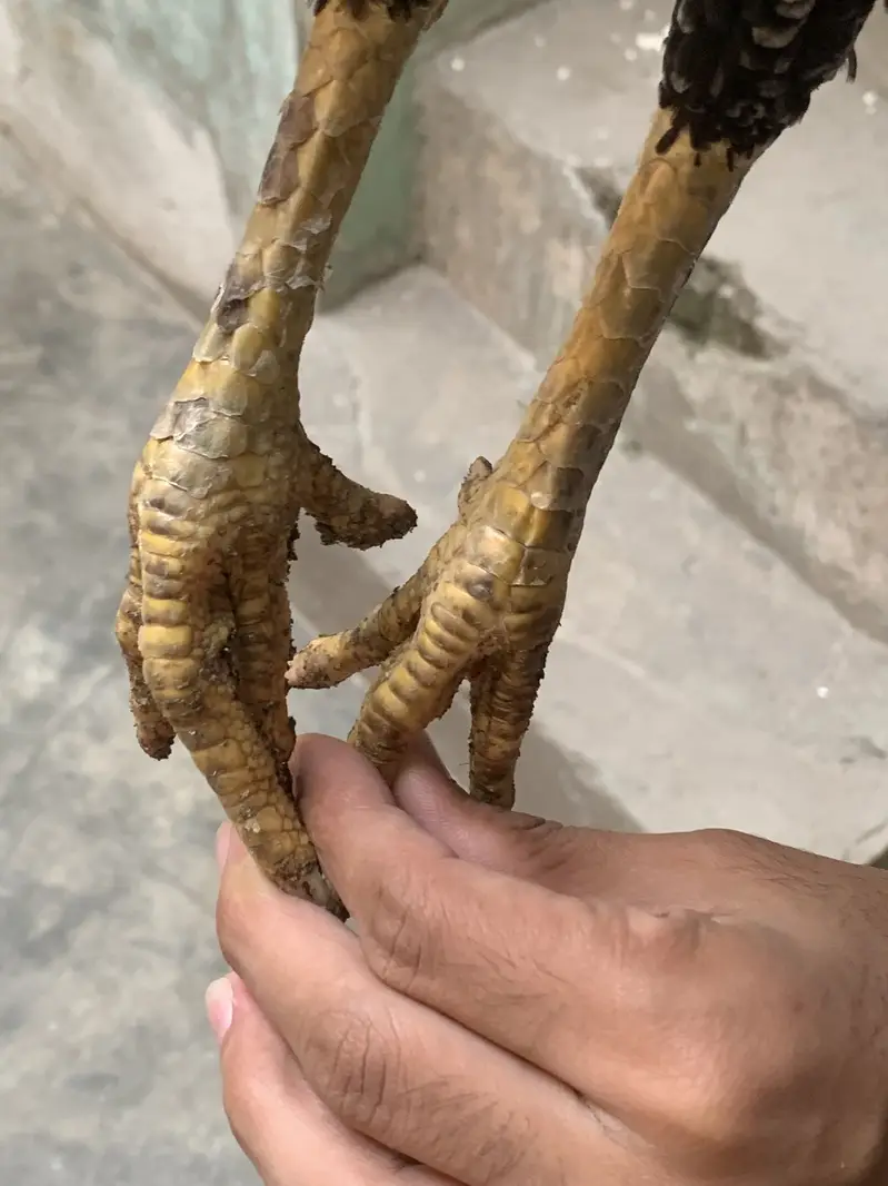 Old bloodline Pakistani female for sale — photo 5