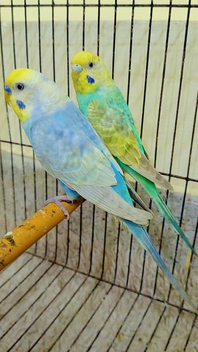 SUPERB LINE RAINBOW BUDGIE