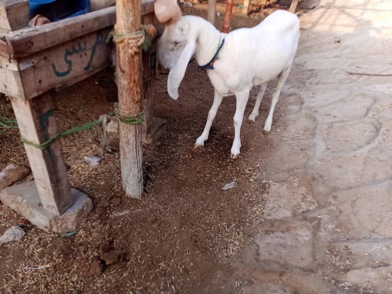 Sheep 3