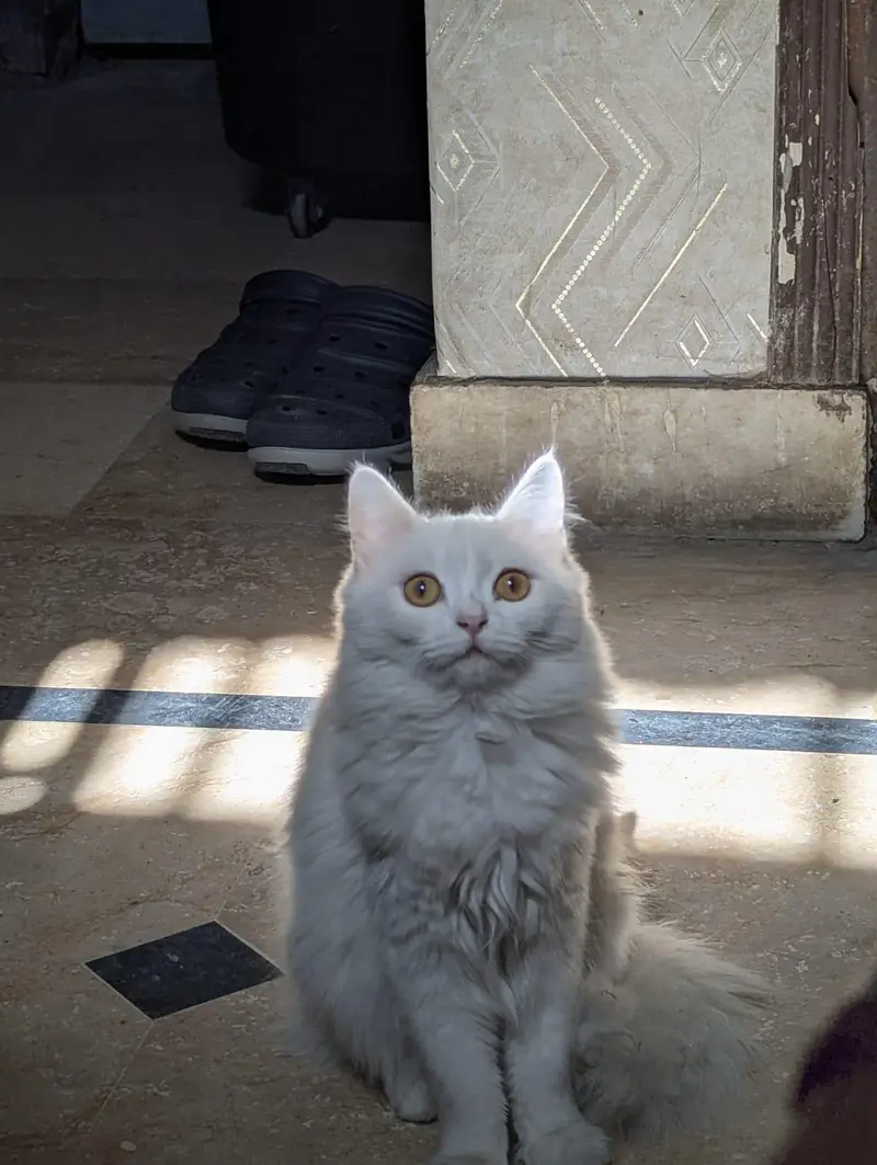 persian triple court — photo 2