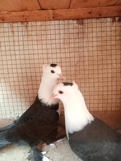 Jet Black Karbalai Choti Daar Pair