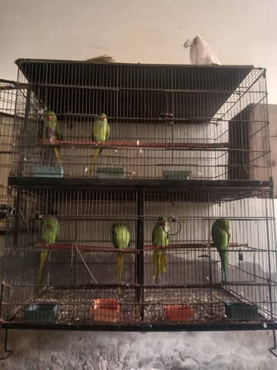 three pair of green parrot raw parrot for sale with cage