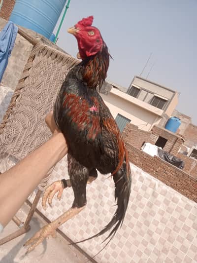 Aseel murga