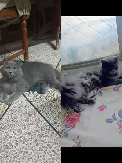 Beautiful Persian Cat for Sale