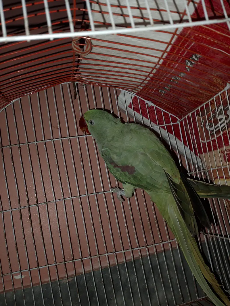 female — photo 2