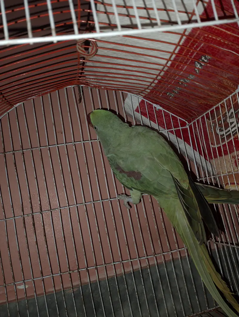 female — photo 3