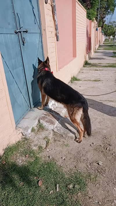 German Shepherd