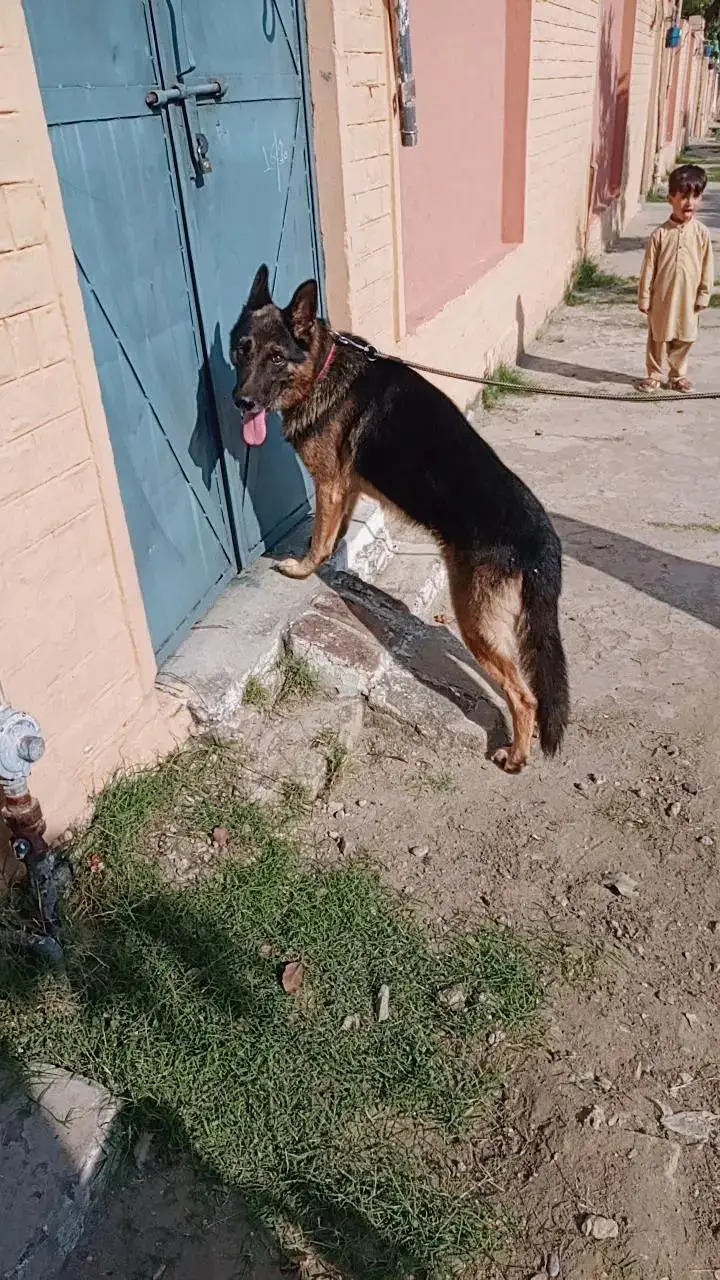 German Shepherd — photo 2
