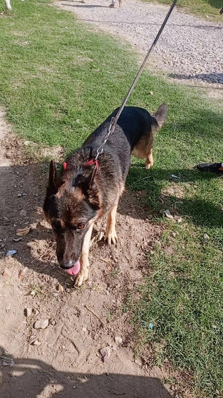 German Shepherd 2