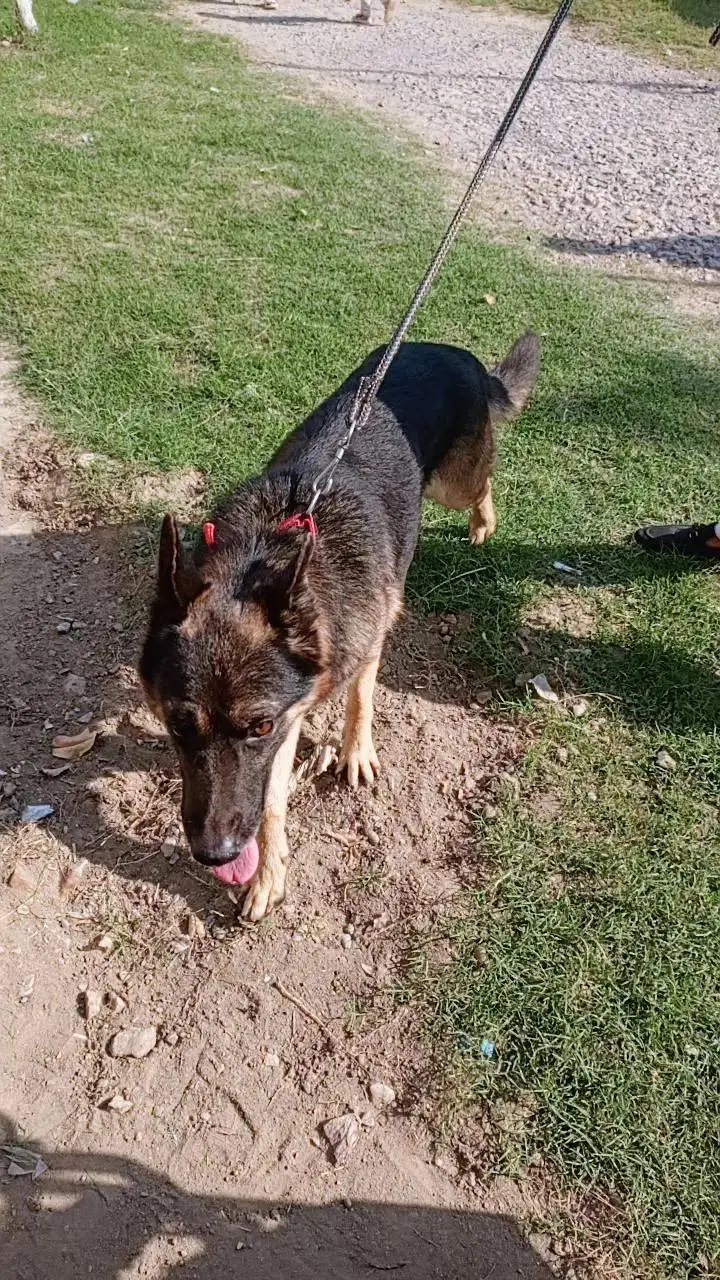 German Shepherd — photo 3