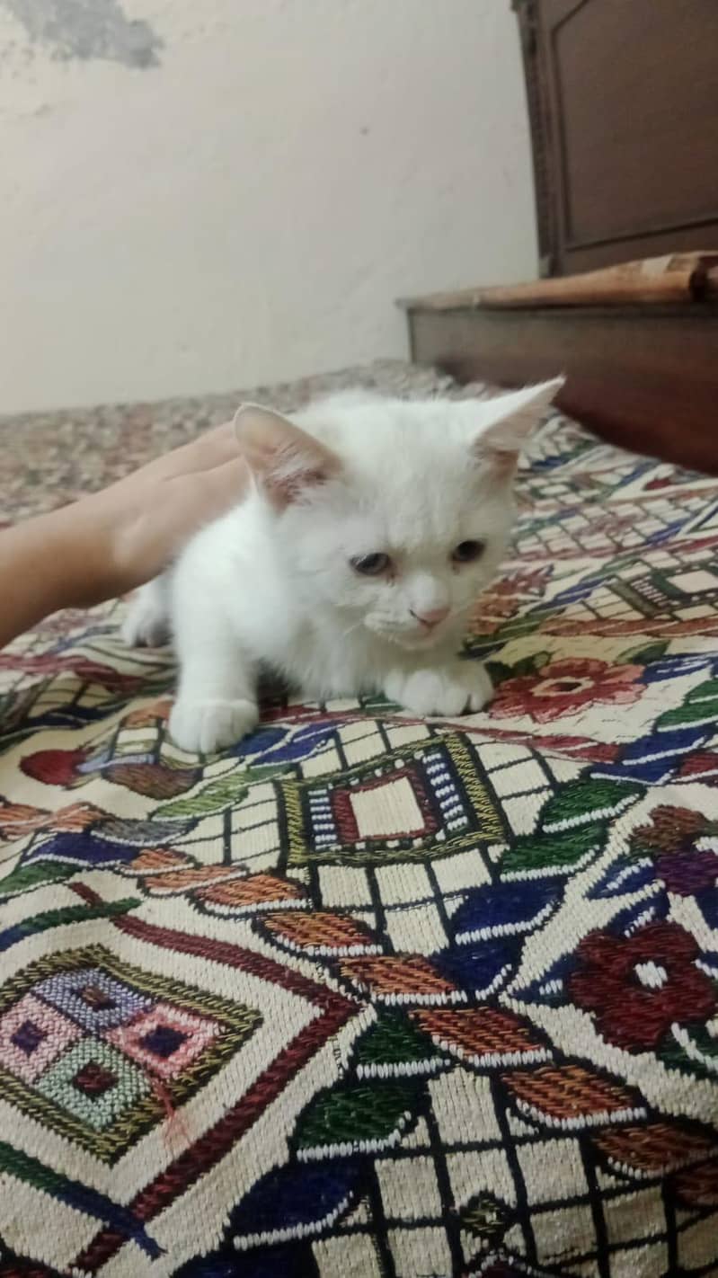 persian 0