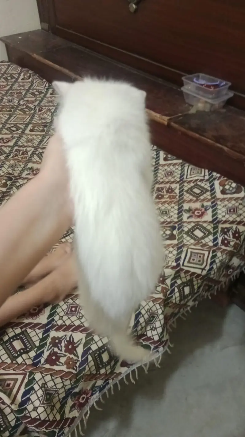 persian — photo 3