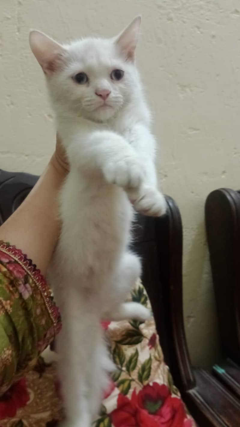persian 3