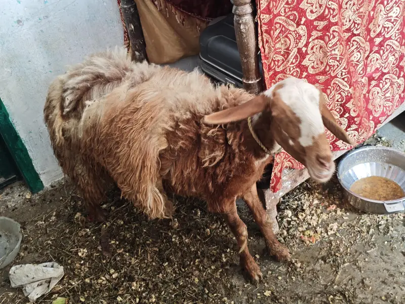 boht khubsurat Hai 8 makhino ka hai — photo 3
