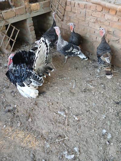 Turkey Pied Set