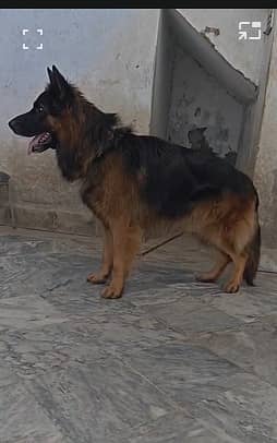 German Shepherd male | Proper Long coat |  GSD |  puppy for sale