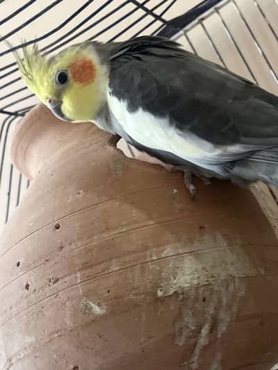 Cocktail bird