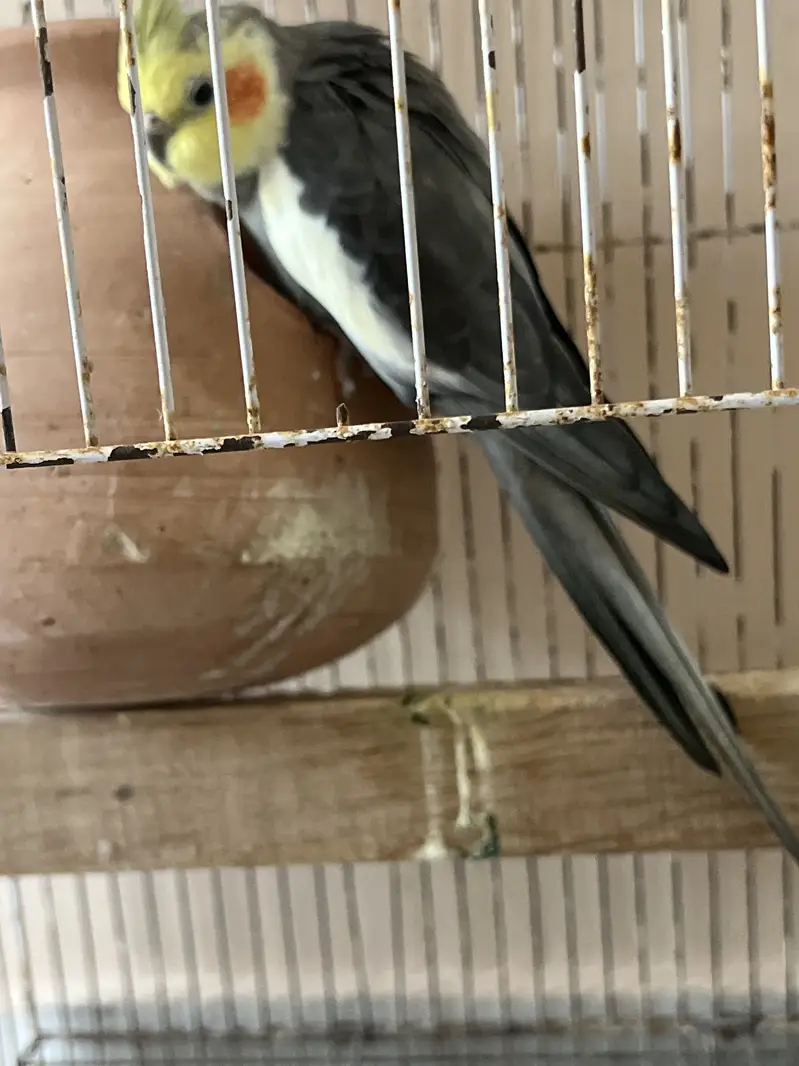 Cocktail bird — photo 2