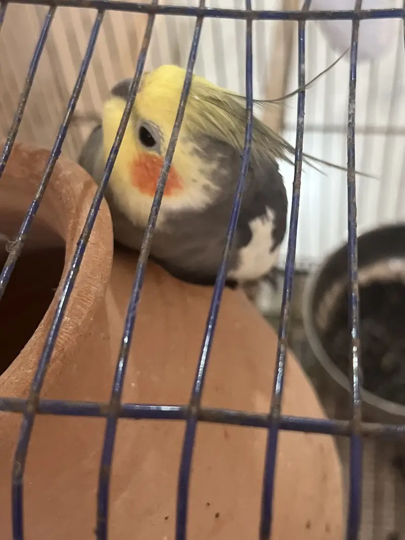 Cocktail bird — photo 3