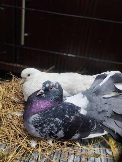 Pure lucky pigeon/Breader pair 100 percent