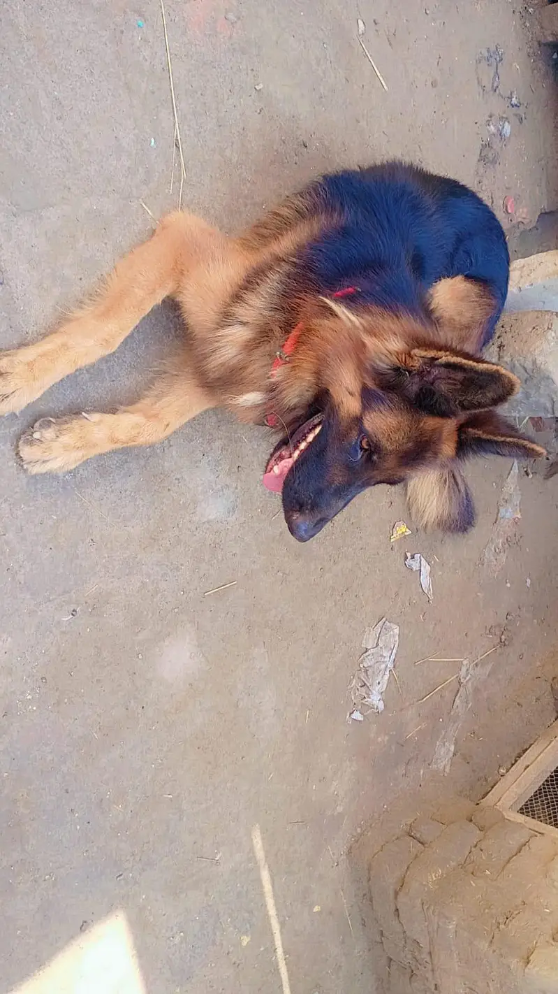 GERMAN SHEPHERD MALE — photo 2