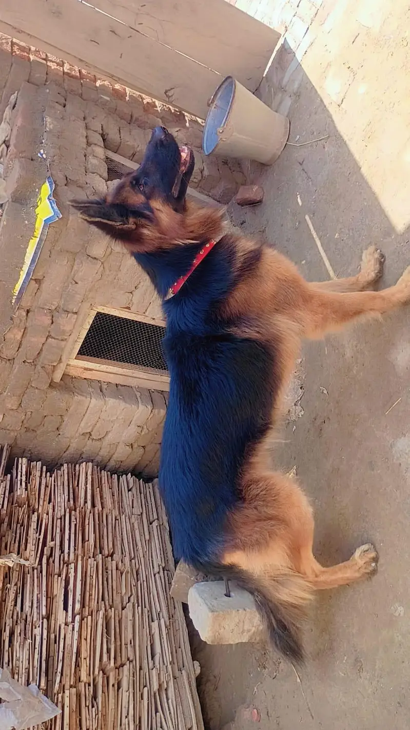 GERMAN SHEPHERD MALE — photo 3