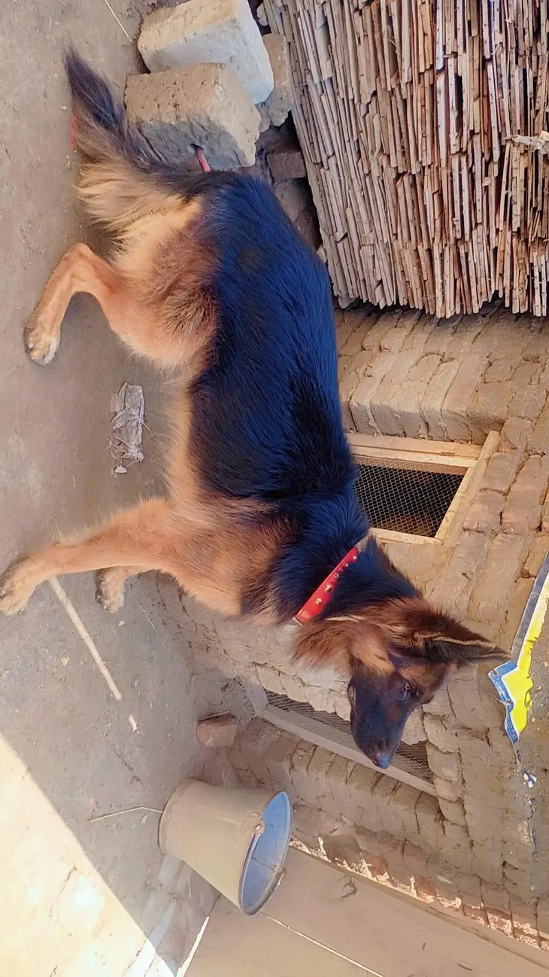 GERMAN SHEPHERD MALE — photo 4