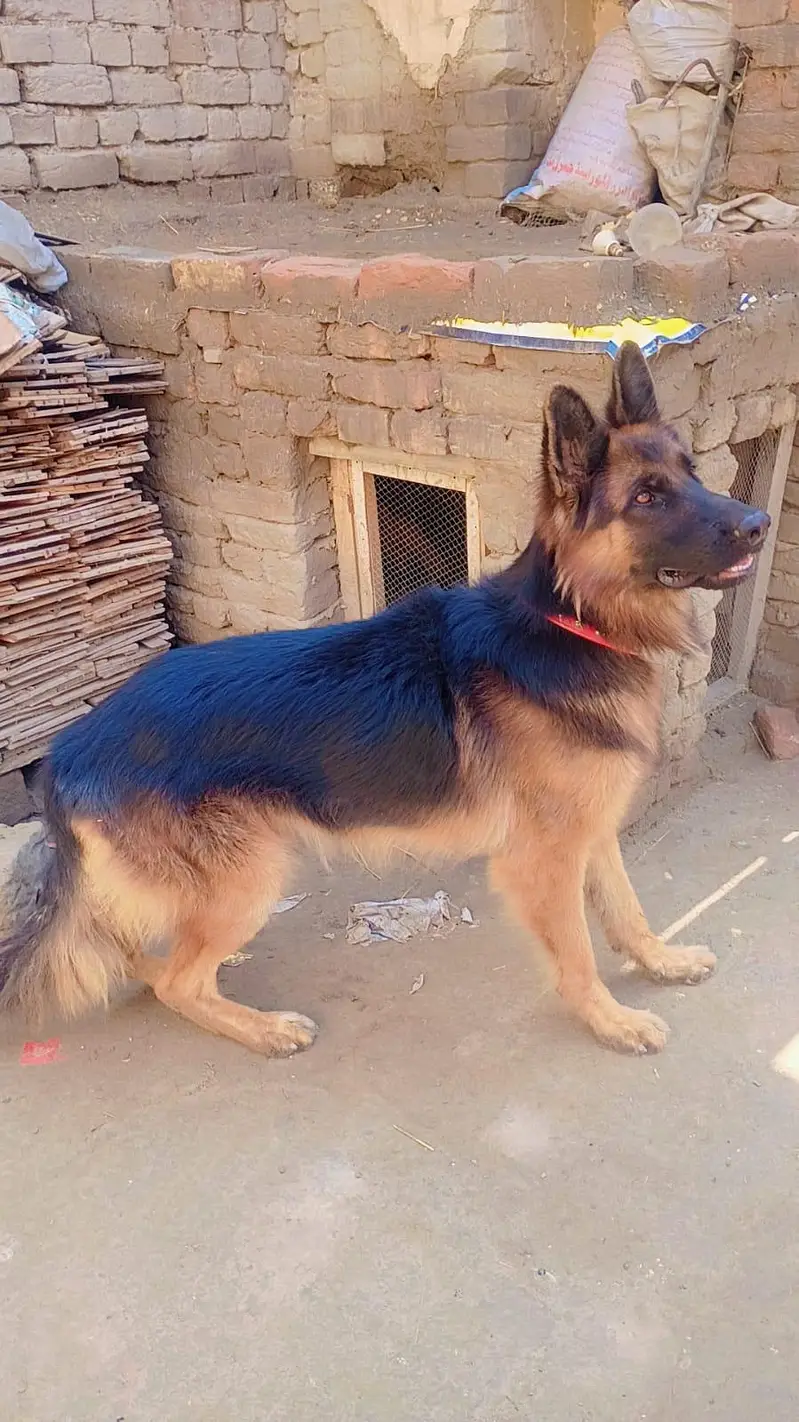GERMAN SHEPHERD MALE — photo 6