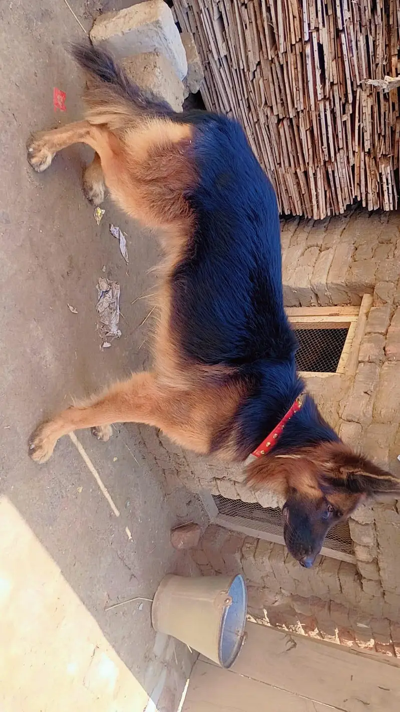 GERMAN SHEPHERD MALE — photo 7