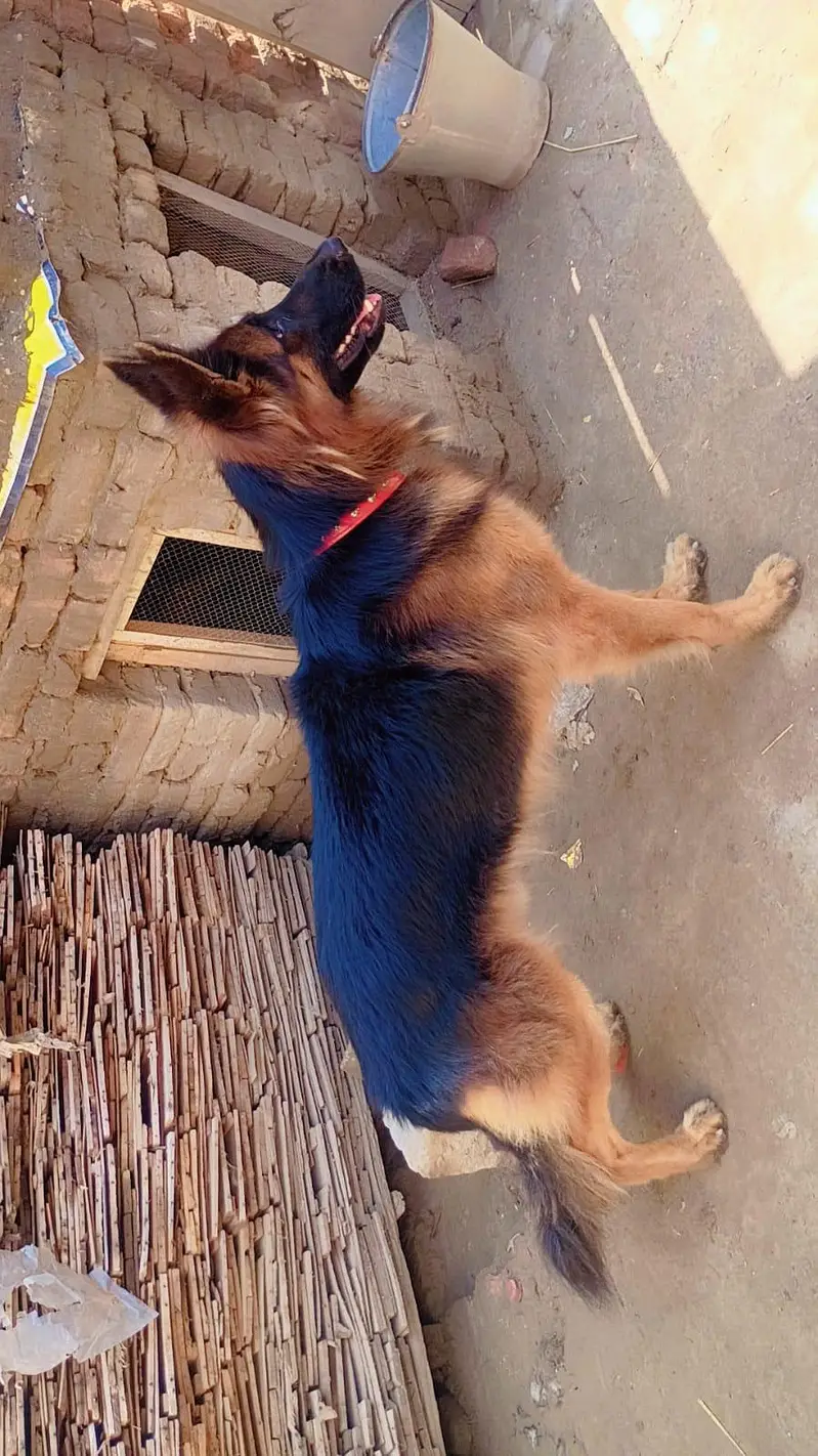GERMAN SHEPHERD MALE — photo 8