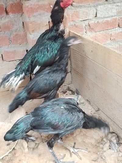 beautiful aseel for you 18 month age beautiful bird