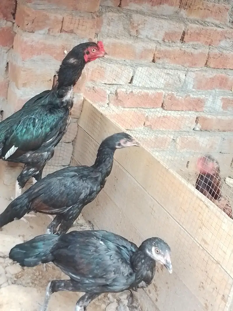 beautiful aseel for you 18 month age beautiful bird — photo 2