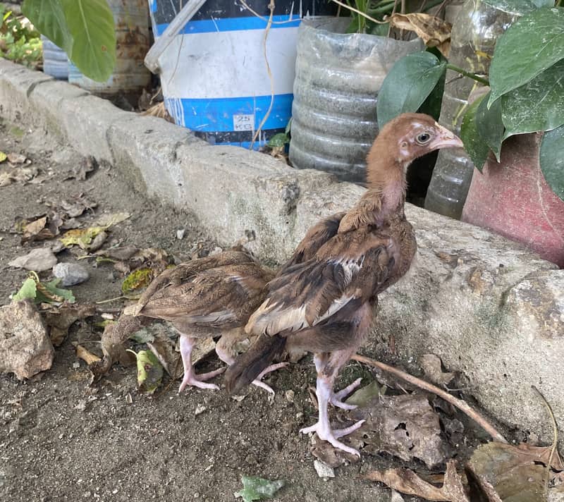 Aseel Chicks 0